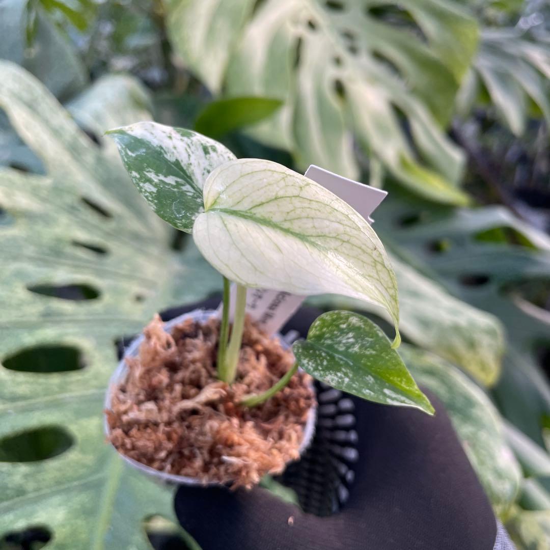 DM5モンステラ　デリシオーサ　ミント斑入り　2寸ポリポット　ネコポス発送