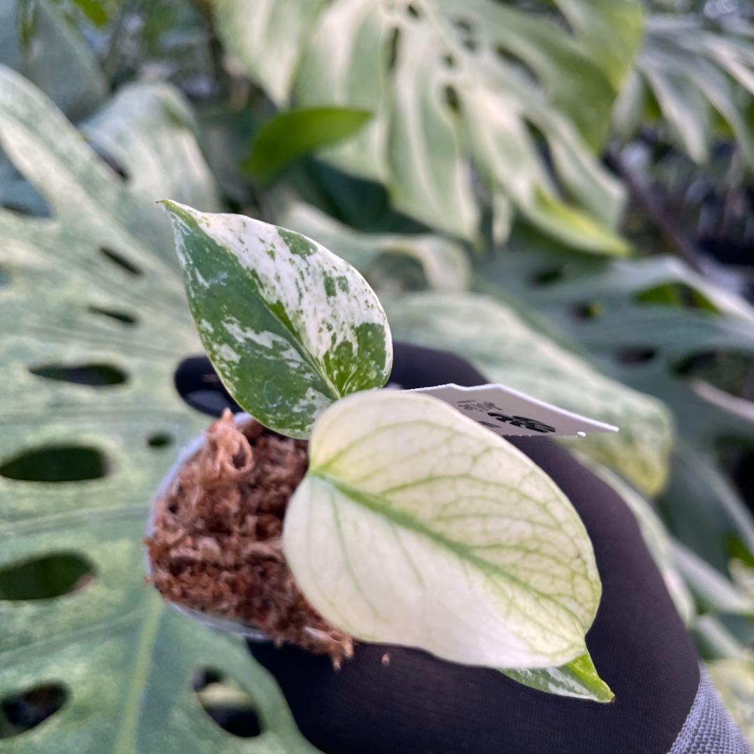 DM5モンステラ　デリシオーサ　ミント斑入り　2寸ポリポット　ネコポス発送