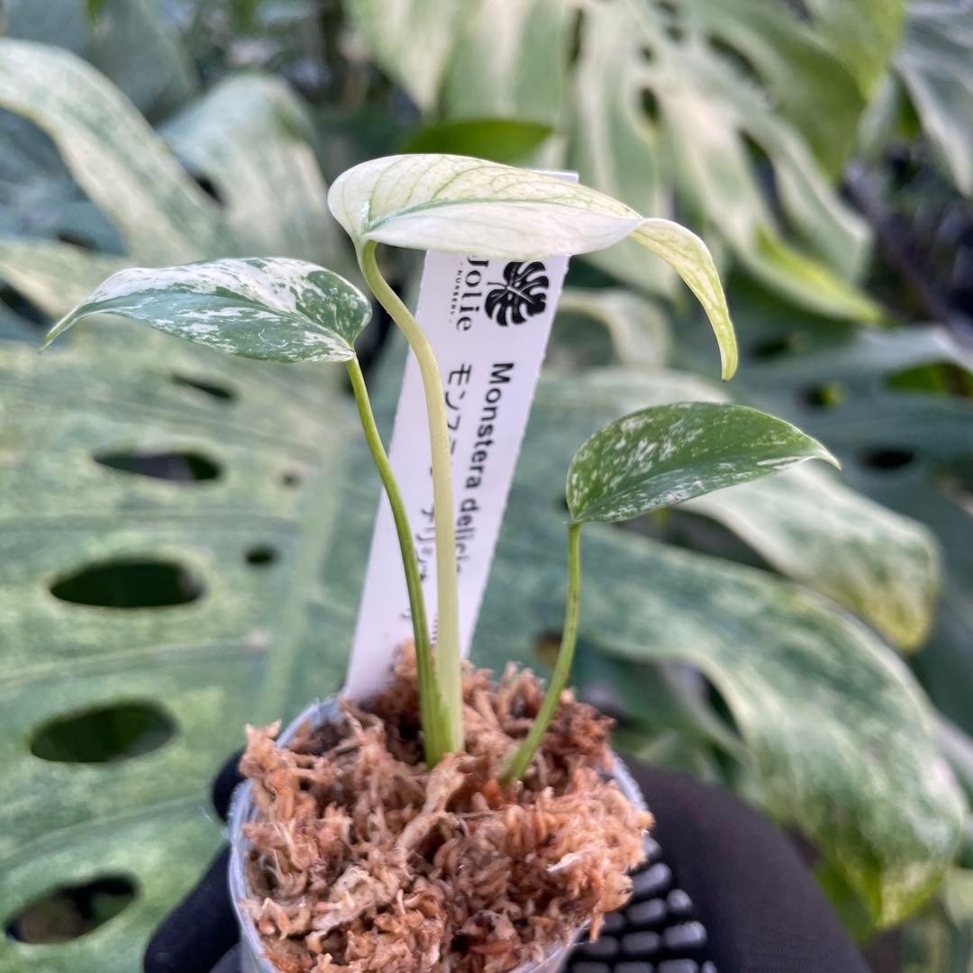 DM5モンステラ　デリシオーサ　ミント斑入り　2寸ポリポット　ネコポス発送