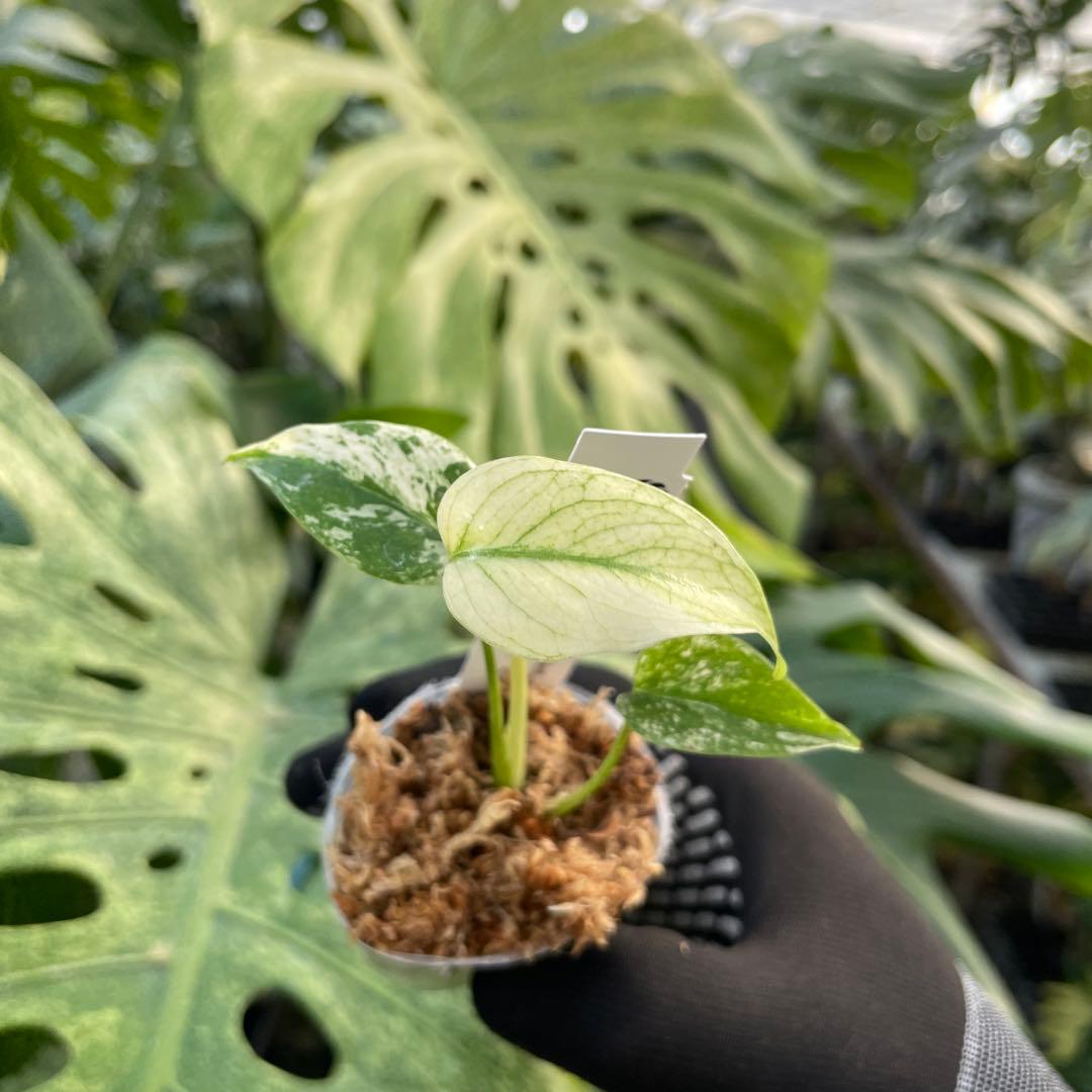 DM5モンステラ　デリシオーサ　ミント斑入り　2寸ポリポット　ネコポス発送