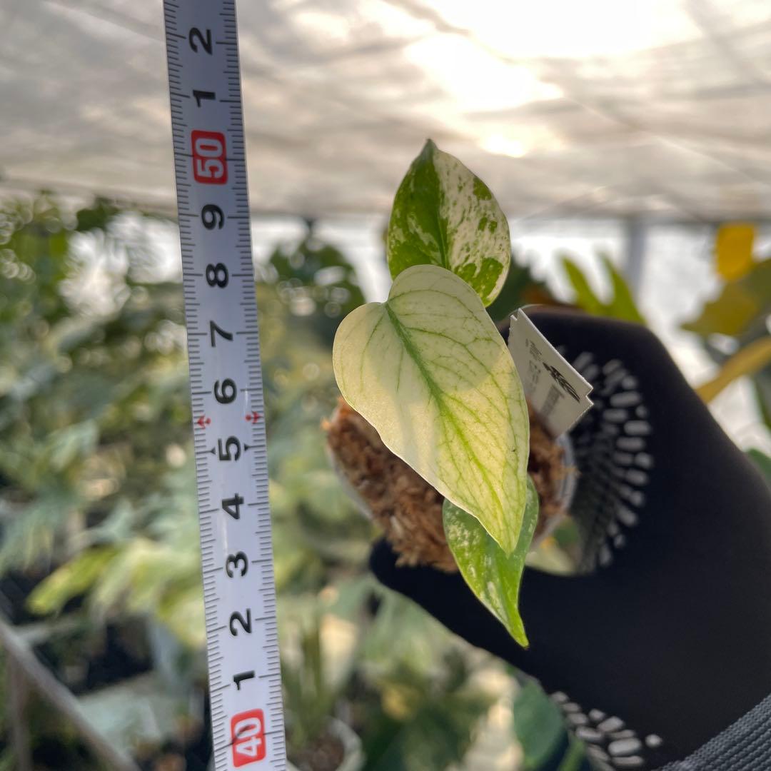 DM5モンステラ　デリシオーサ　ミント斑入り　2寸ポリポット　ネコポス発送