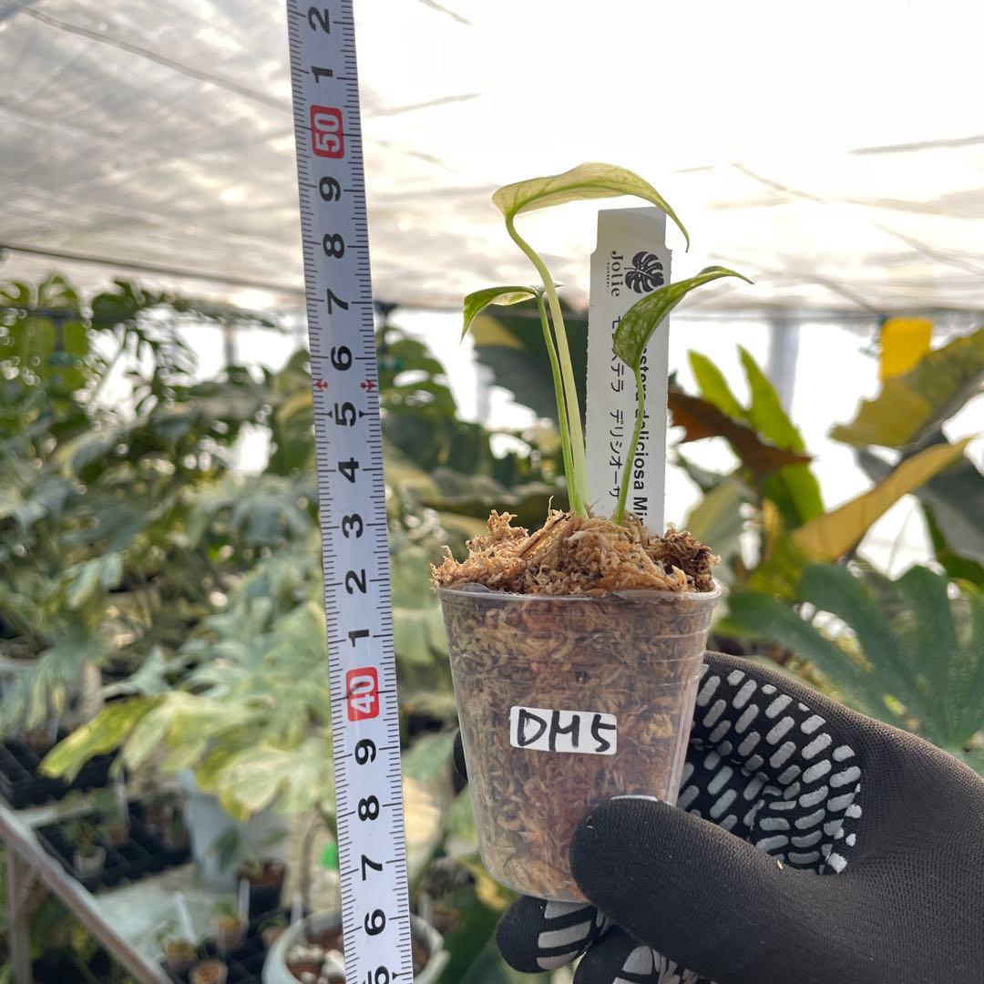 DM5モンステラ　デリシオーサ　ミント斑入り　2寸ポリポット　ネコポス発送