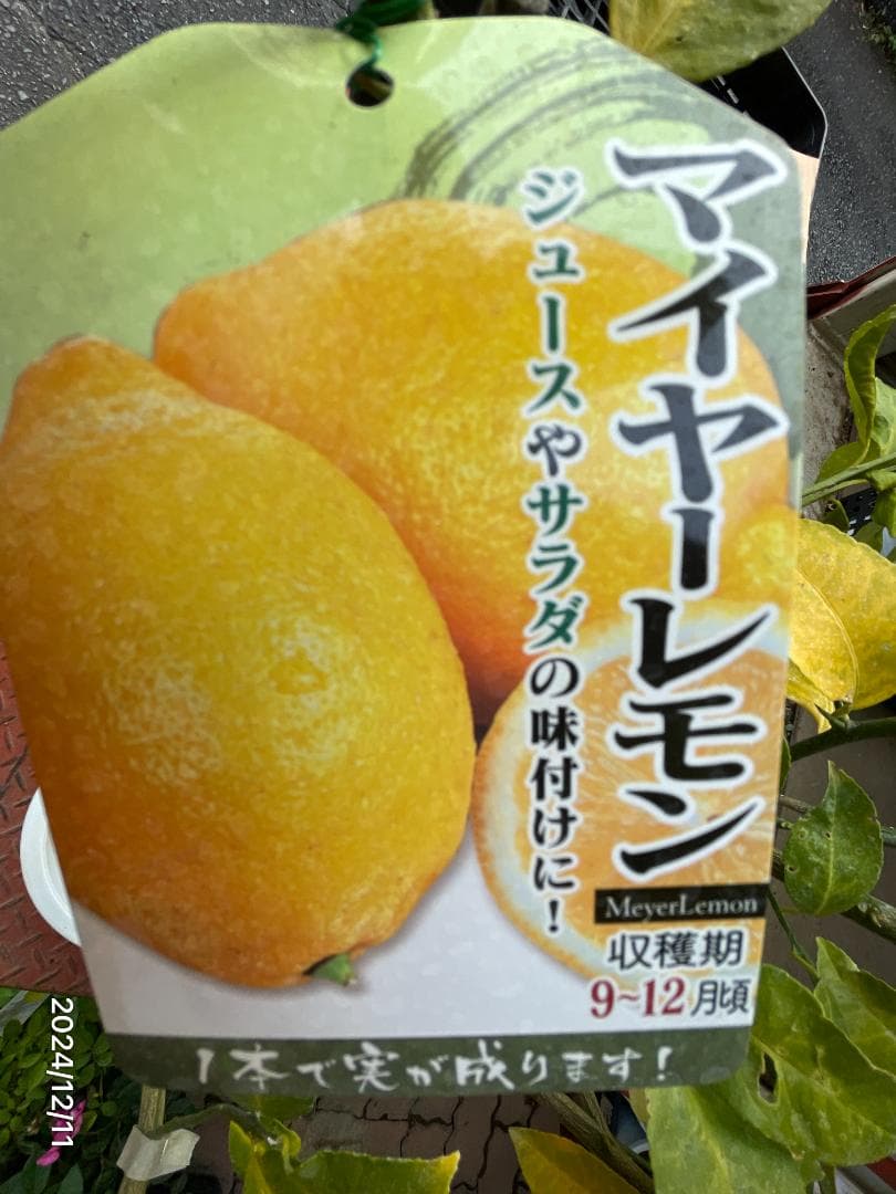 4鉢セット　柑橘　選んで