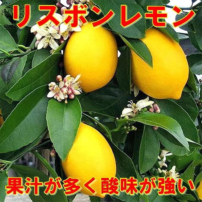 4鉢セット　柑橘　選んで