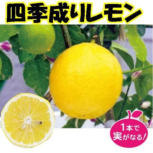 4鉢セット　柑橘　選んで