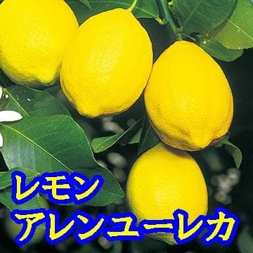 4鉢セット　柑橘　選んで