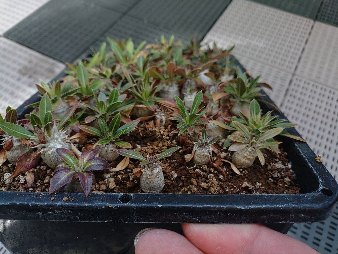 パキポディウムロスラーツム実生 メルカリ便②