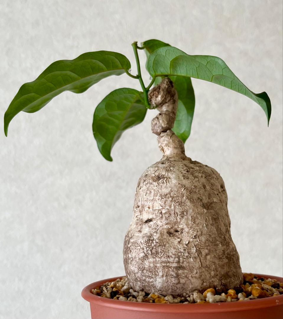 【激レア/塊根植物】アデニア ペナンギアナ 鉢植え A-5