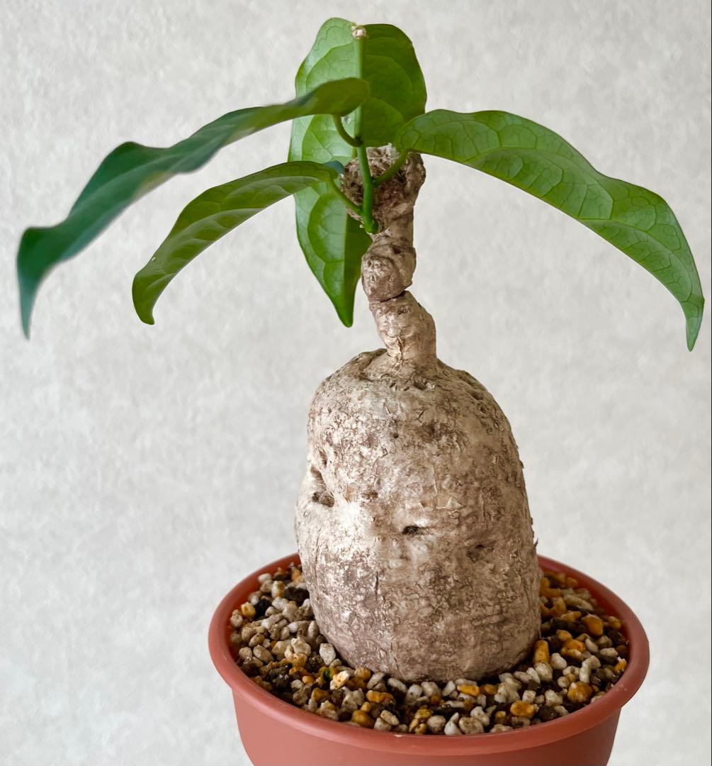 【激レア/塊根植物】アデニア ペナンギアナ 鉢植え A-5