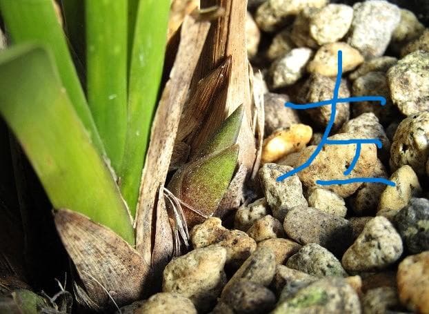 ☘ミスマフェット蘭 花芽計６つ【株分け済】鉢抜き発送☘