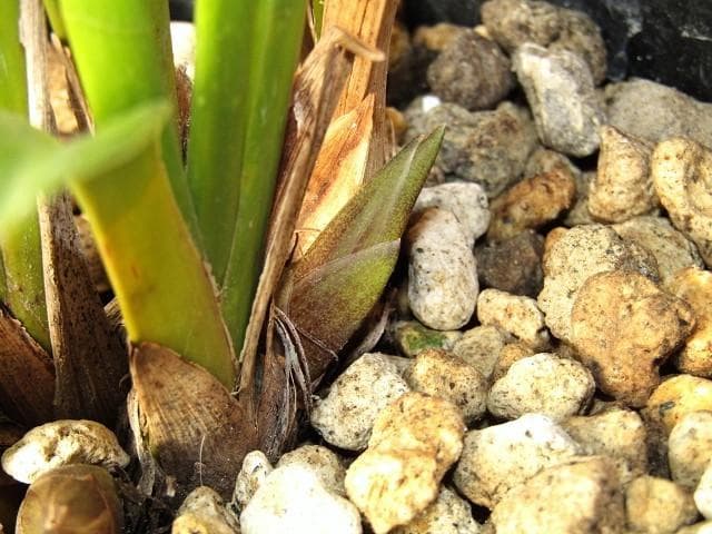 ☘ミスマフェット蘭 花芽計６つ【株分け済】鉢抜き発送☘