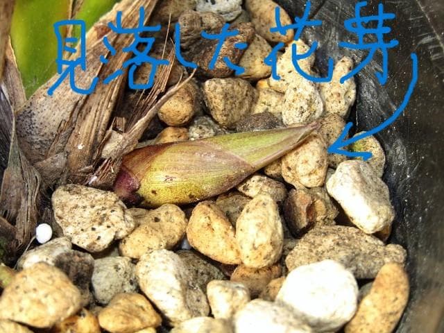 ☘ミスマフェット蘭 花芽計６つ【株分け済】鉢抜き発送☘