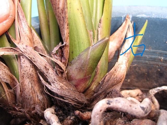 ☘ミスマフェット蘭 花芽計６つ【株分け済】鉢抜き発送☘