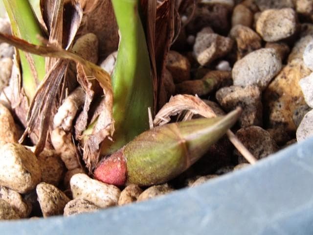 ☘ミスマフェット蘭 花芽計６つ【株分け済】鉢抜き発送☘