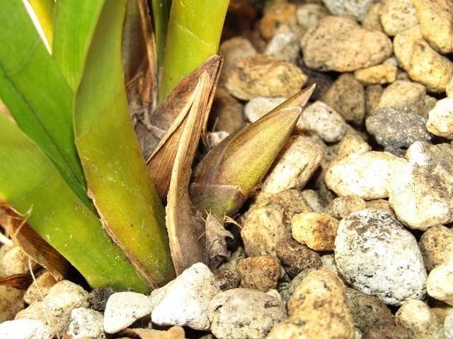 ☘ミスマフェット蘭 花芽計６つ【株分け済】鉢抜き発送☘