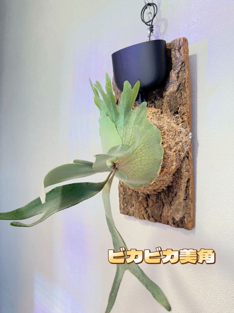 板付けビカクシダ専用　ドリップ式給水器 改良版　大サイズ150ml