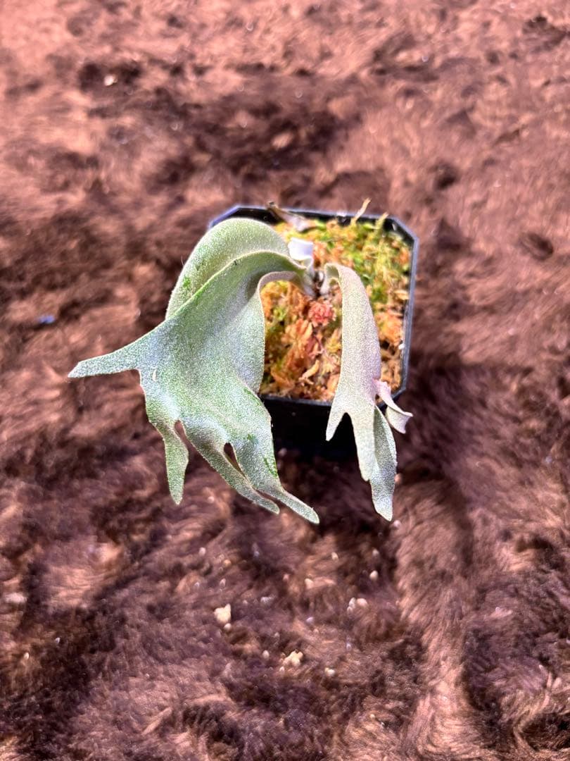 P.willinckii calm× P.FoonSigi sporeling