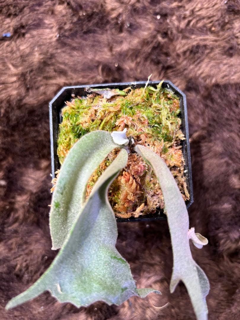 P.willinckii calm× P.FoonSigi sporeling