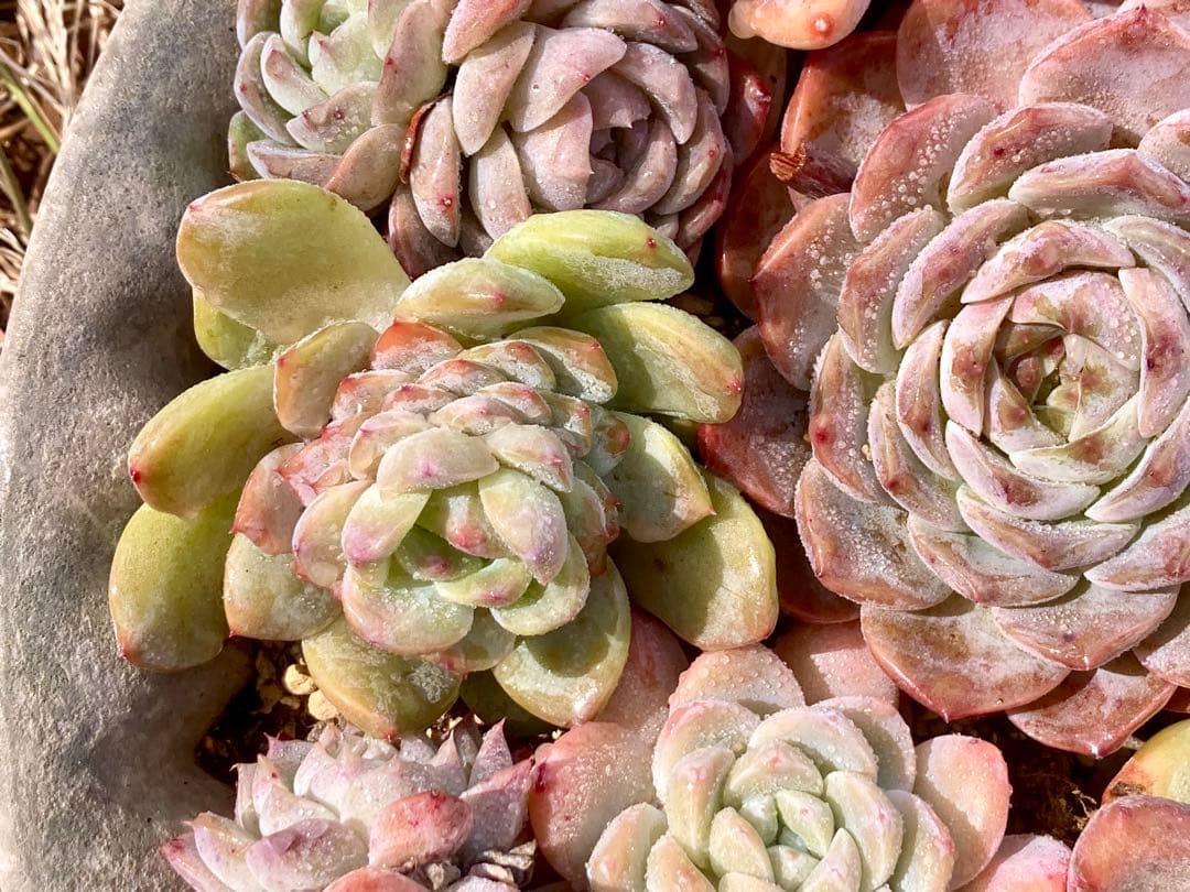 エケベリア　29苗22種根付き　カット苗10 春の大きい寄せ植えにも　メルカリ便