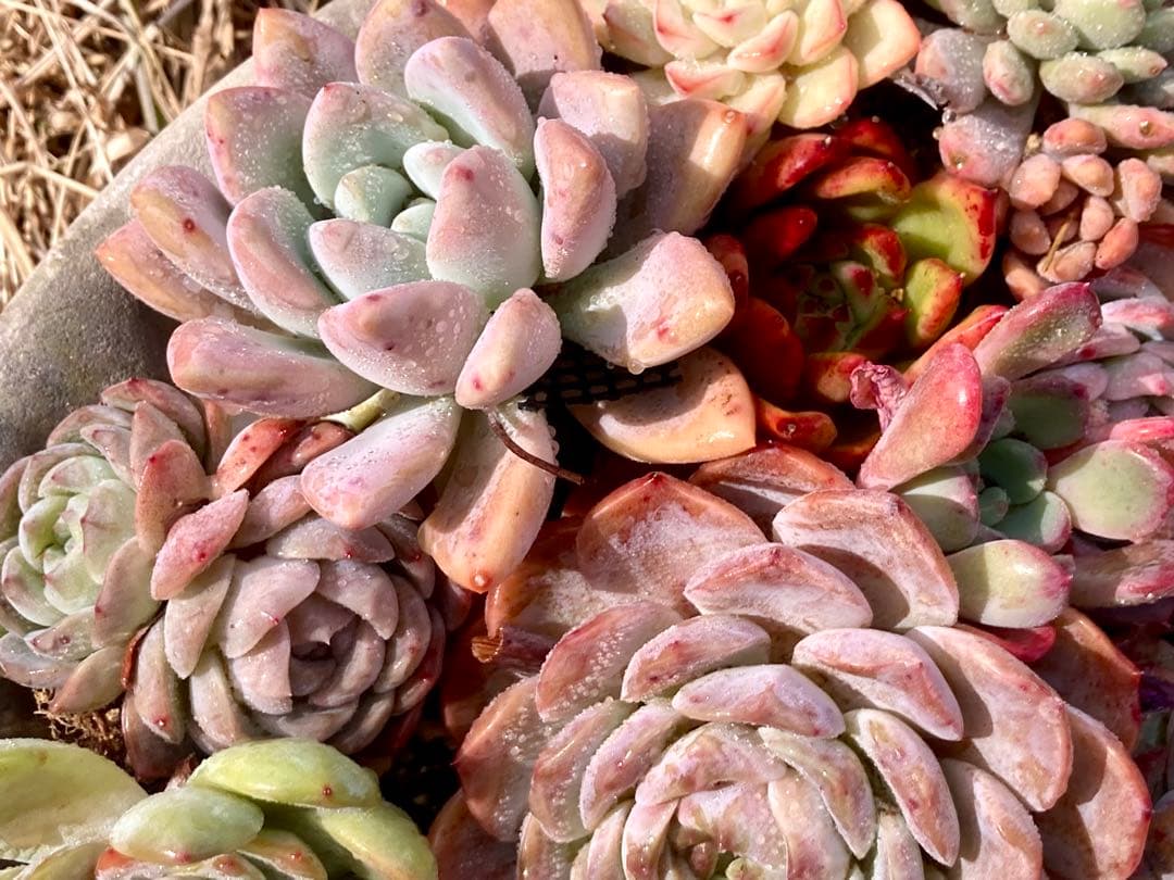 エケベリア　29苗22種根付き　カット苗10 春の大きい寄せ植えにも　メルカリ便