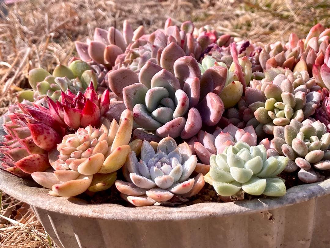 エケベリア　29苗22種根付き　カット苗10 春の大きい寄せ植えにも　メルカリ便