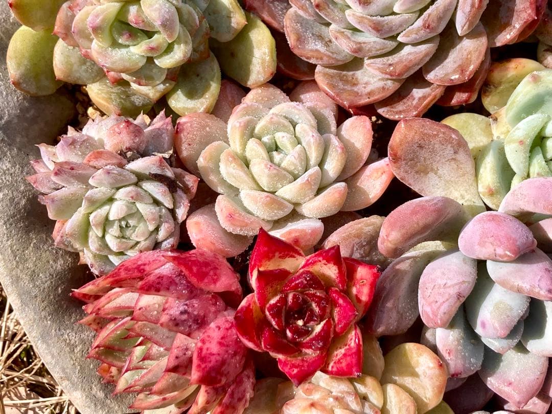 エケベリア　29苗22種根付き　カット苗10 春の大きい寄せ植えにも　メルカリ便