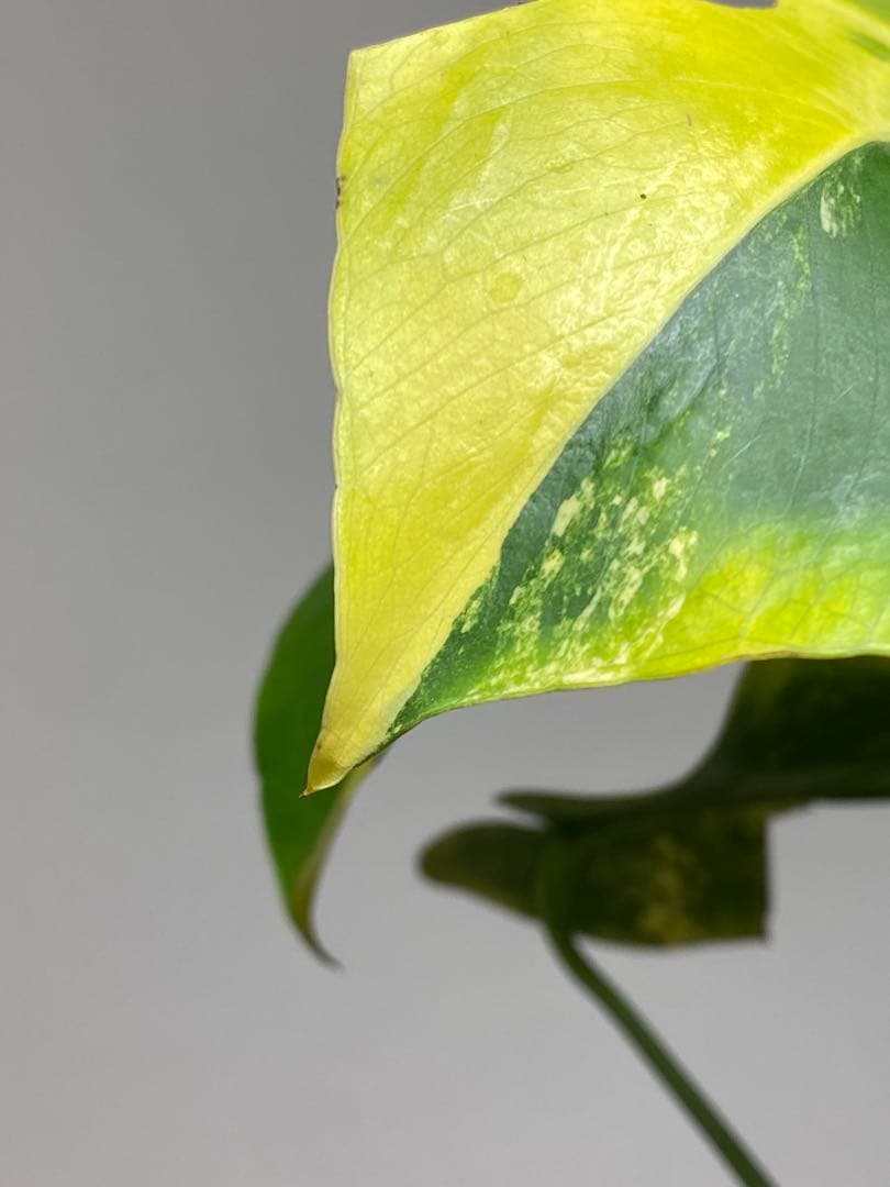 ら*様 【これは本物です✨】モンステラ　イエローマリリン　黄斑　オーレア　希少メ