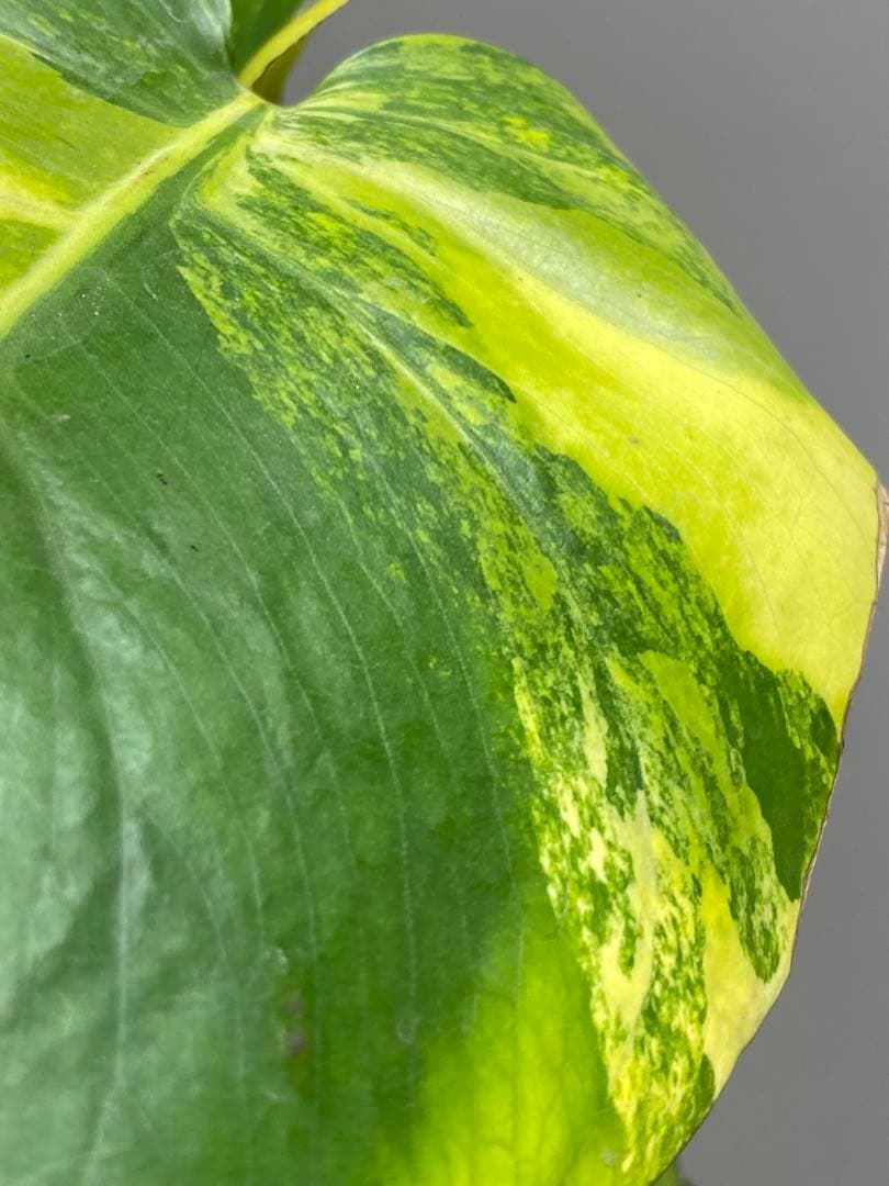 ら*様 【これは本物です✨】モンステラ　イエローマリリン　黄斑　オーレア　希少メ