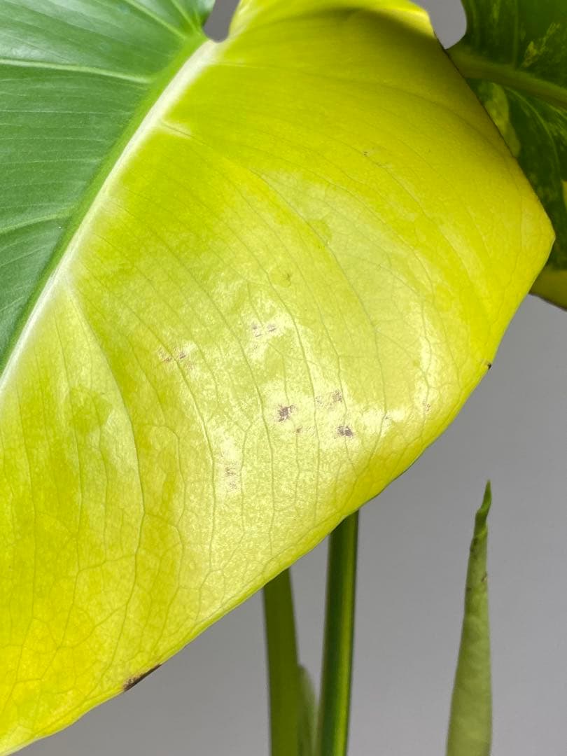 ら*様 【これは本物です✨】モンステラ　イエローマリリン　黄斑　オーレア　希少メ