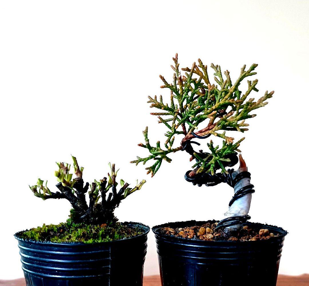 ミニ盆栽　盆栽素材　真柏　寒グミ　クチナ シ　梅(紅梅)　 4本セット