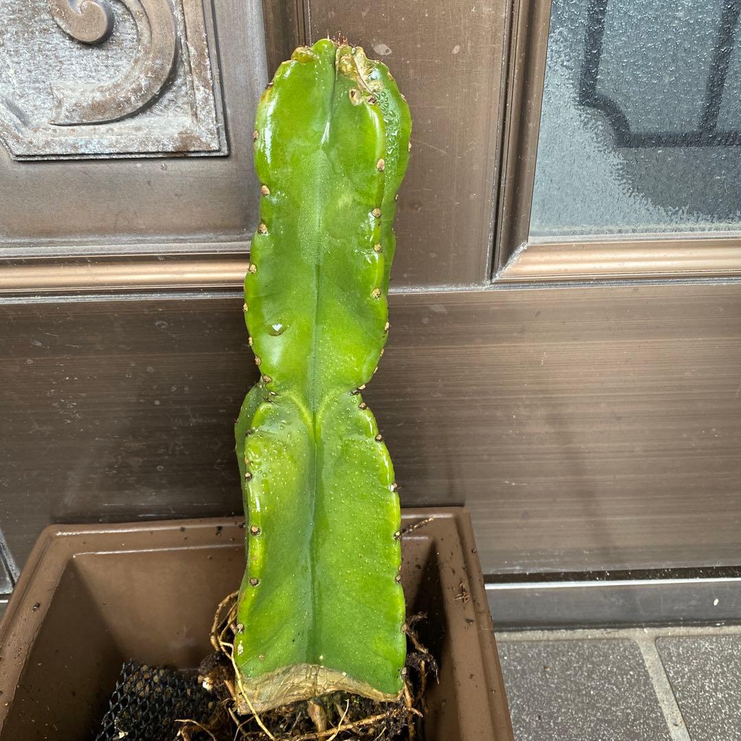 鬼面角　柱サボテン　ブランチ　 ドライガーデン　観葉植物