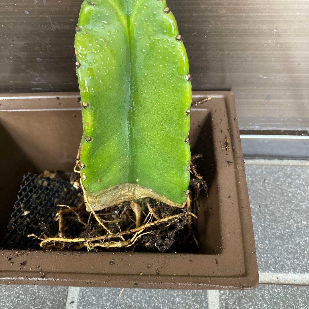 鬼面角　柱サボテン　ブランチ　 ドライガーデン　観葉植物