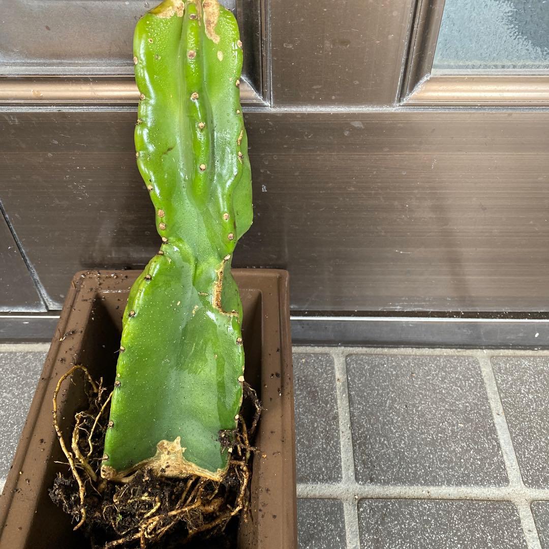 鬼面角　柱サボテン　ブランチ　 ドライガーデン　観葉植物