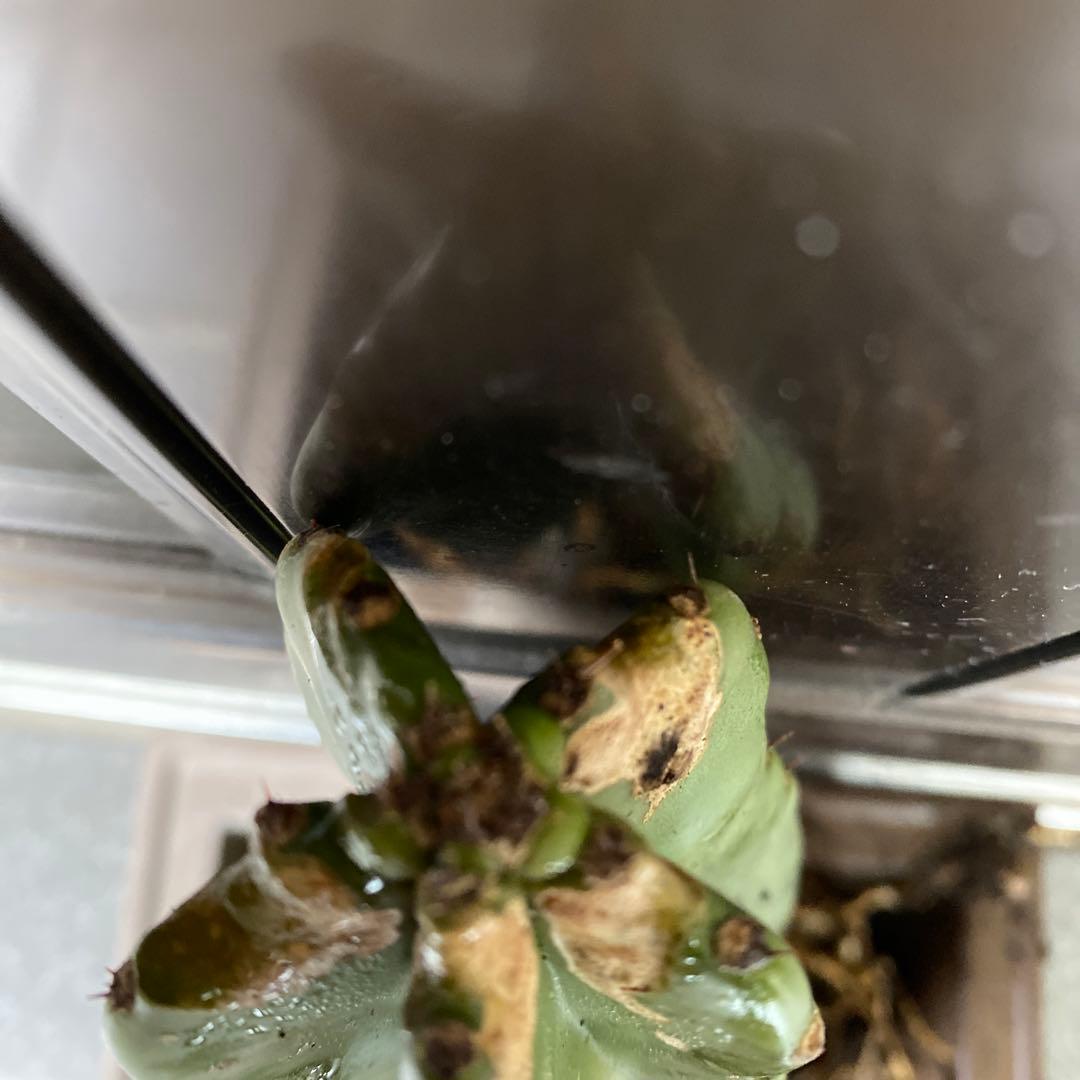 鬼面角　柱サボテン　ブランチ　 ドライガーデン　観葉植物
