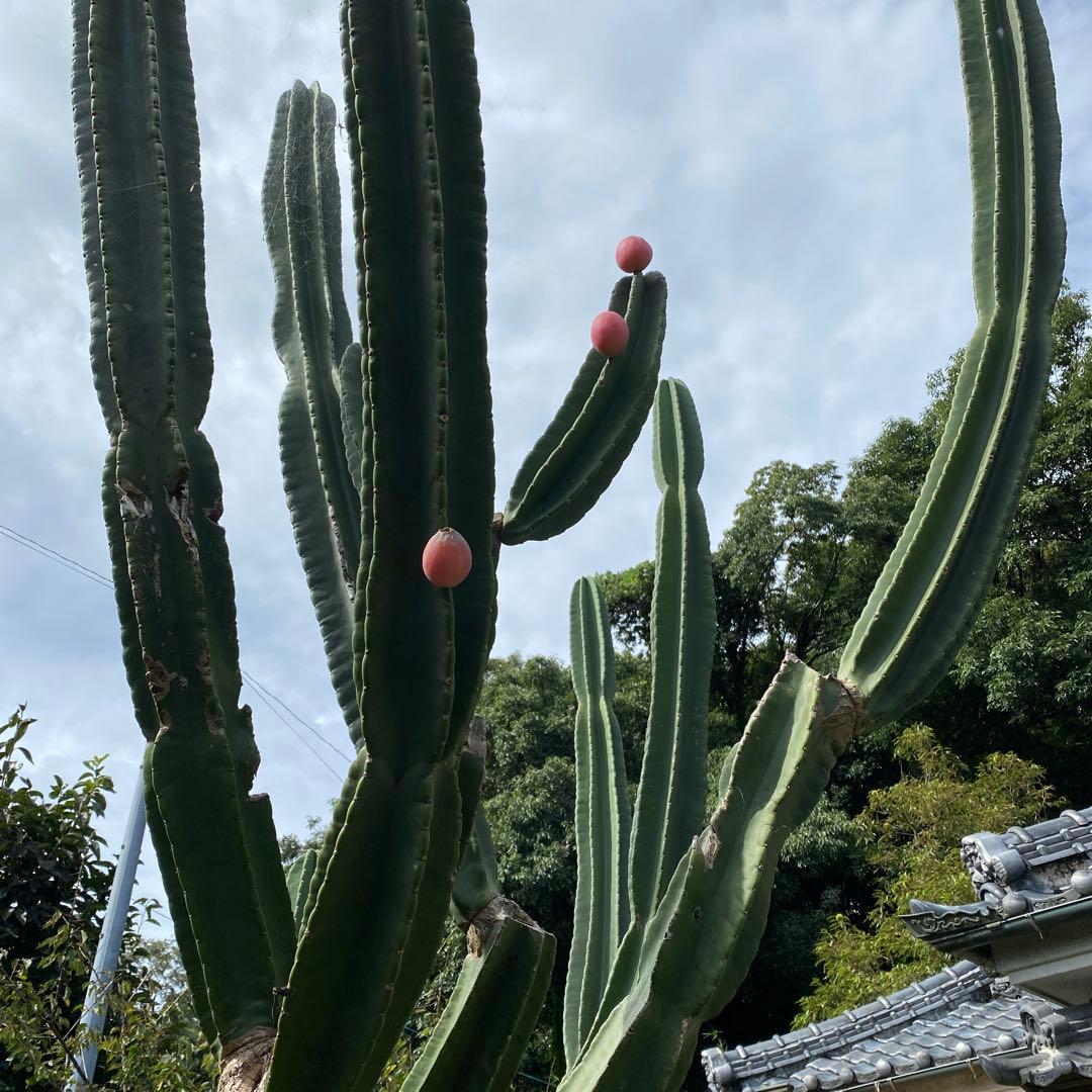 鬼面角　柱サボテン　ブランチ　 ドライガーデン　観葉植物