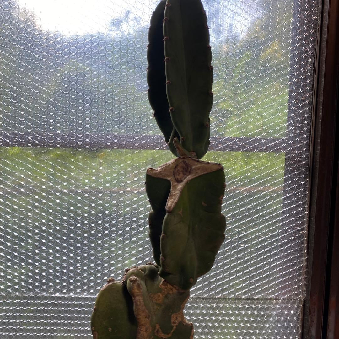 鬼面角　柱サボテン　ブランチ　 ドライガーデン　観葉植物