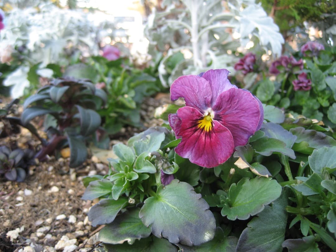 実写良⭕️【動作確認済】Canon　IXY　DIGITAL 70 PC1193