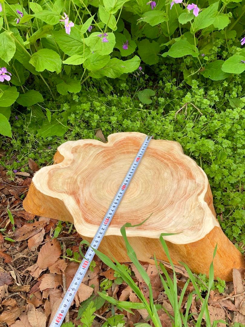 完売  超ワイルド！天然檜/切り立て【切り株テーブル/ちゃぶ台】とても良い香り♪