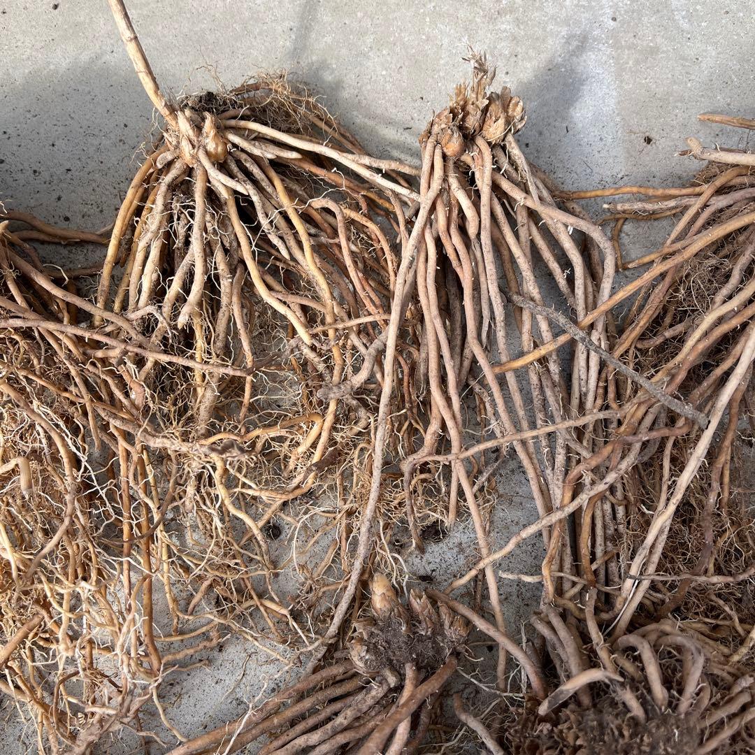 アスパラガス　苗　10株以上　大特価