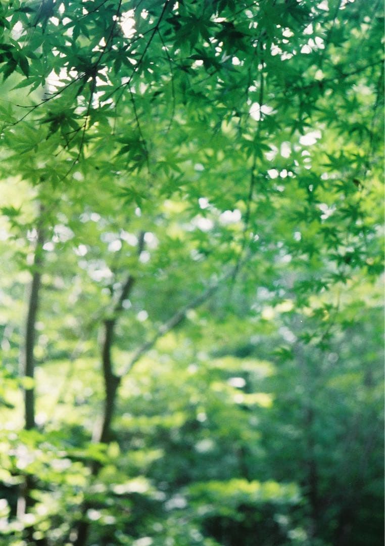 【試写あり＊動作確認・清掃済み】OLYMPUS PEN D
