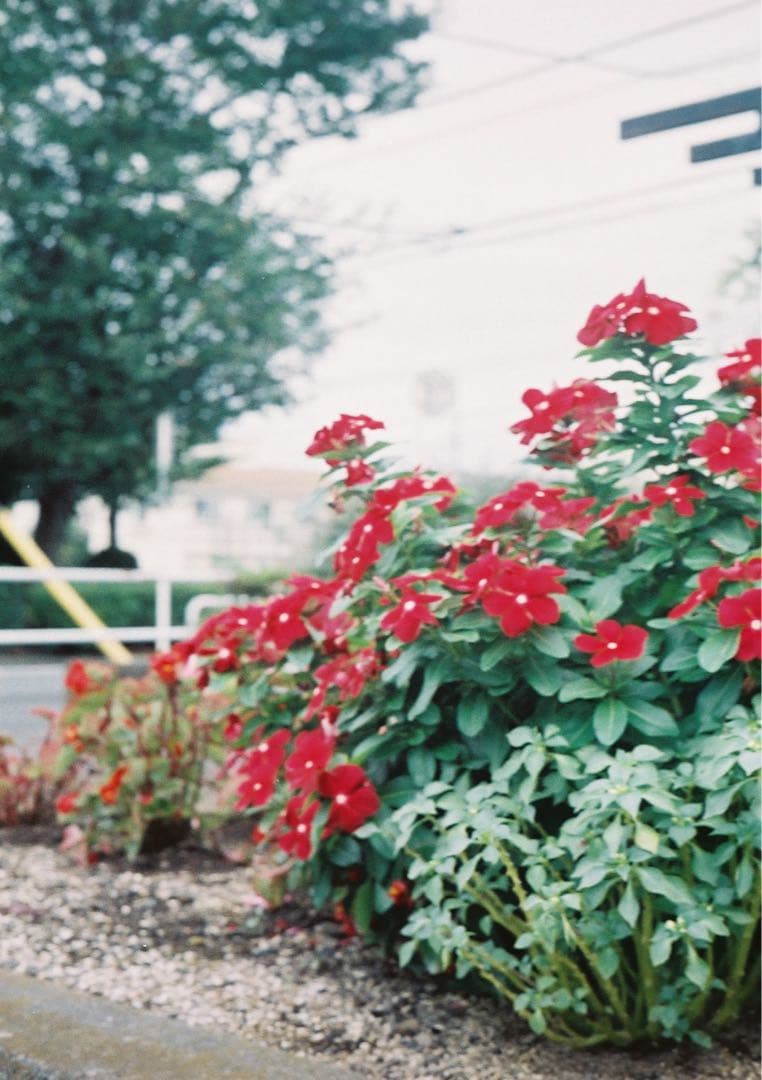 【試写あり＊動作確認・清掃済み】OLYMPUS PEN D