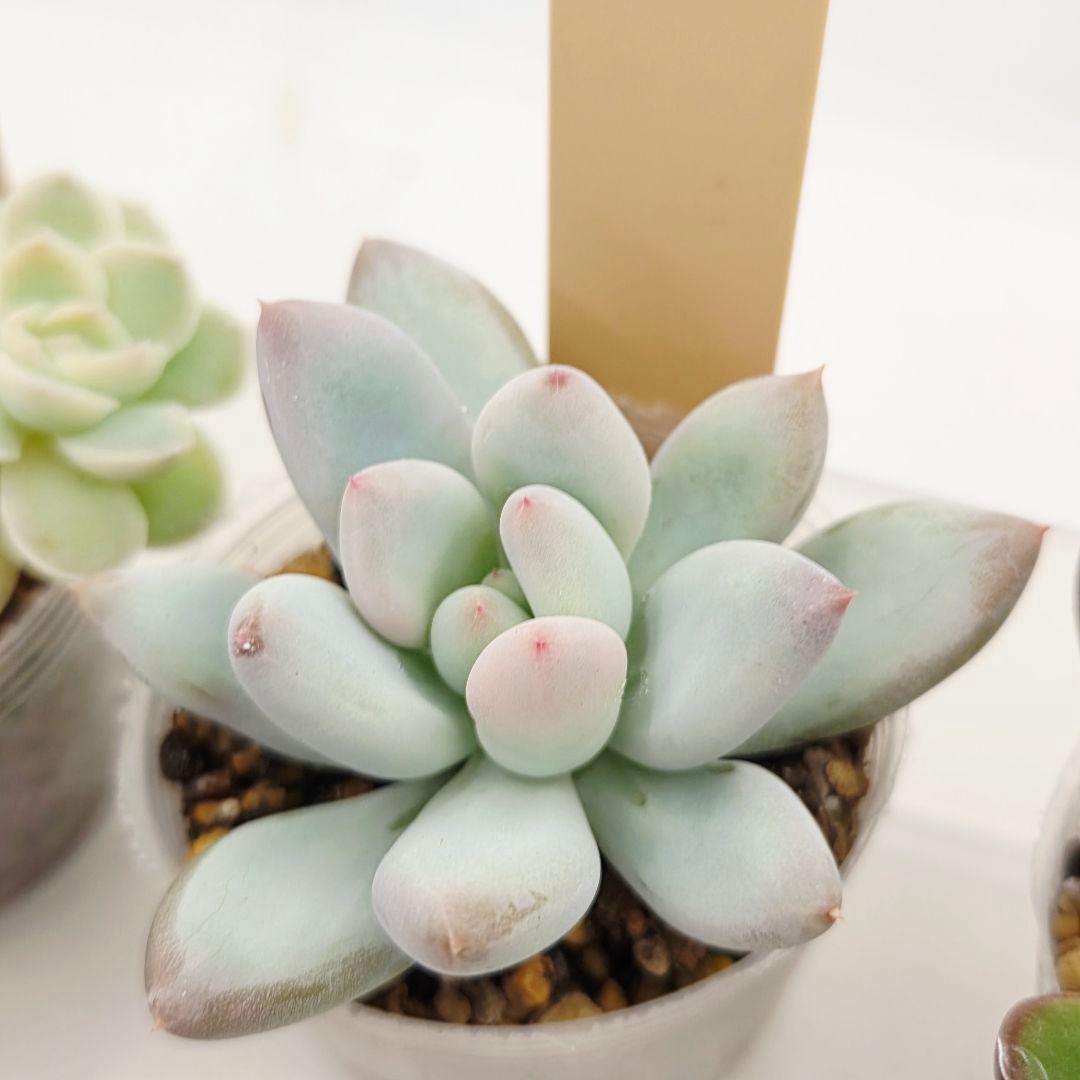 u*7様 ⑬大きめ エレイン×ザラチワ❣️ミニマカロン交配❣️発根済6苗メルカリ