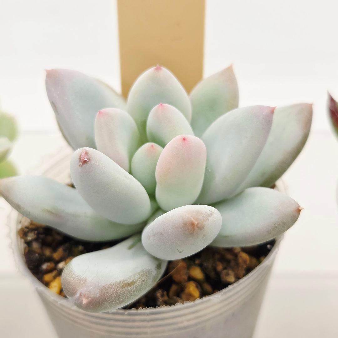 u*7様 ⑬大きめ エレイン×ザラチワ❣️ミニマカロン交配❣️発根済6苗メルカリ