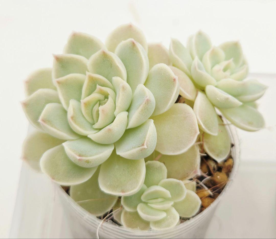 u*7様 ⑬大きめ エレイン×ザラチワ❣️ミニマカロン交配❣️発根済6苗メルカリ