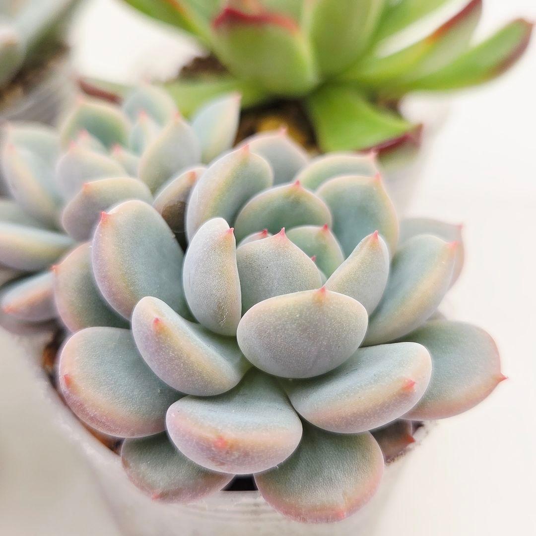 u*7様 ⑬大きめ エレイン×ザラチワ❣️ミニマカロン交配❣️発根済6苗メルカリ