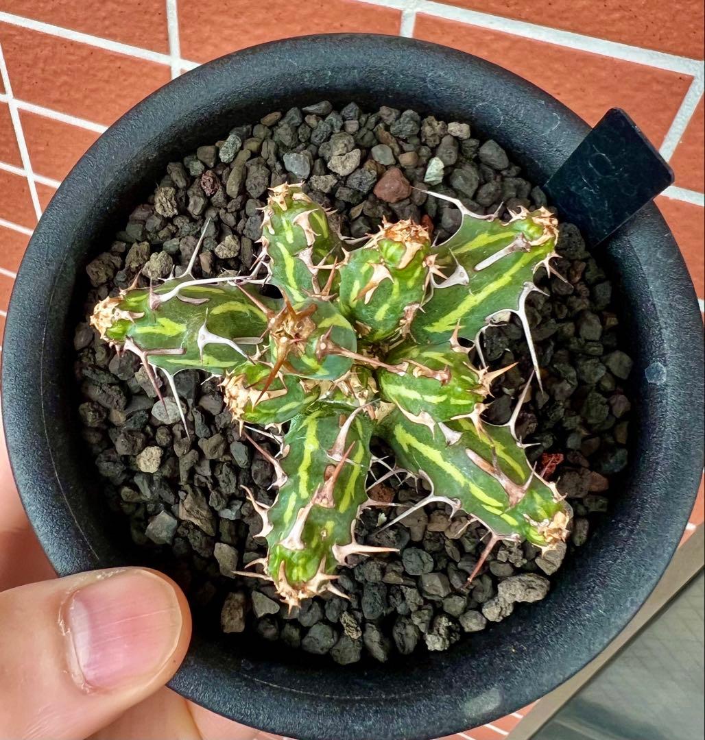 ユーフォルビア カリサナ