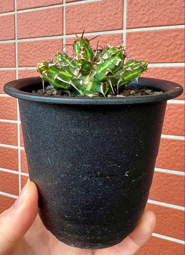 ユーフォルビア カリサナ