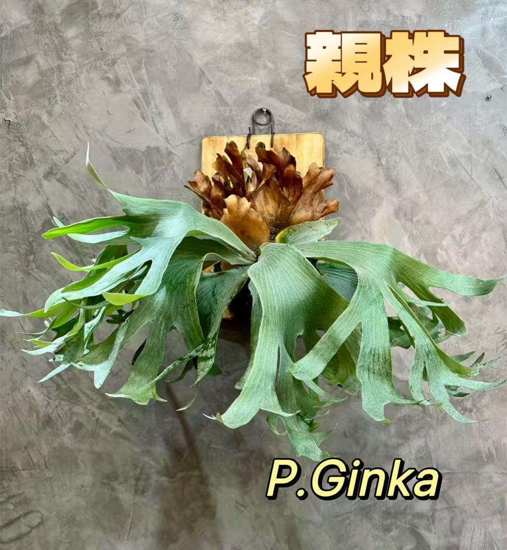 WATCHMEN　ビカクシダP. OMGx P. Ginka spore