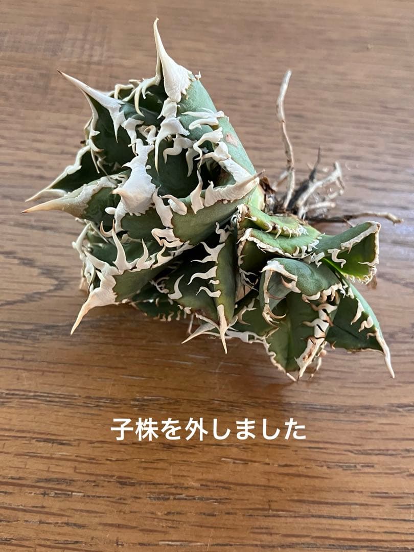 【週末オークション】特選　太棘　強棘　アガベ　チタノタ　白豪刺　TC