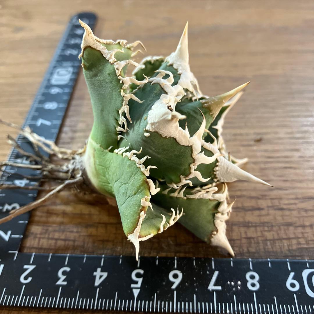 【週末オークション】特選　太棘　強棘　アガベ　チタノタ　白豪刺　TC